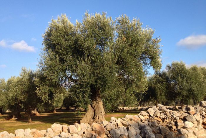 DANIELE Sansepolcro foto 2